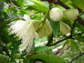 سیب آبی یا میوه زنگوله ای